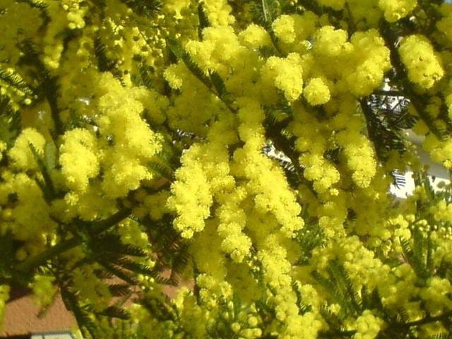 Des grappes d'or