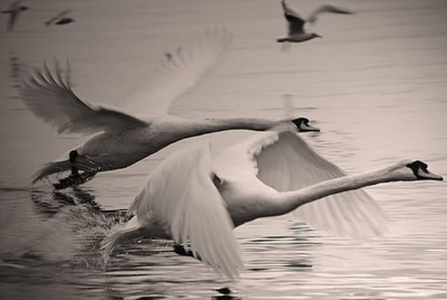 Deux cygnes au décollage