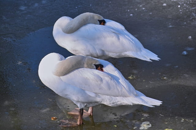 Deux cygnes se reposent