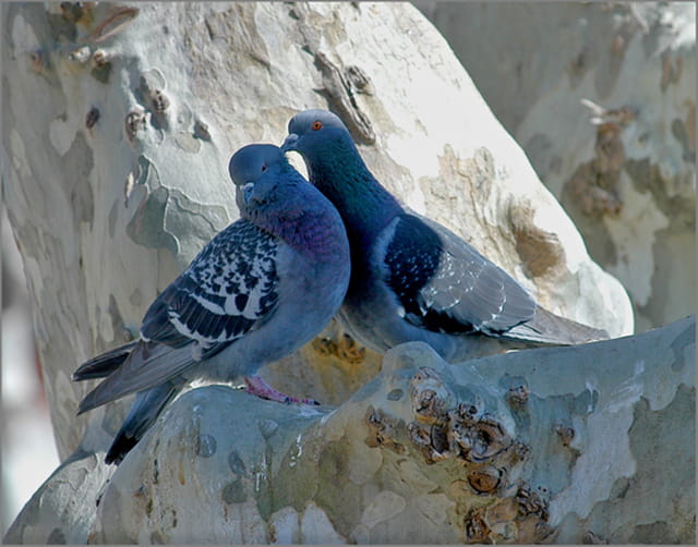 Deux pigeons