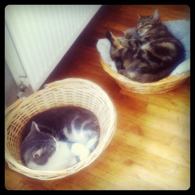 Dodo en boules