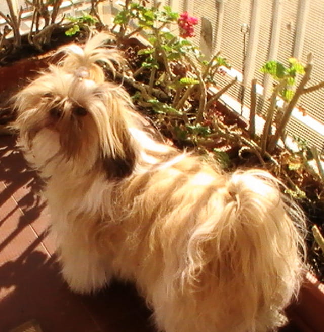 DOLLY JOLIE