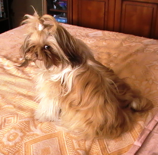 DOLLY JOLIE