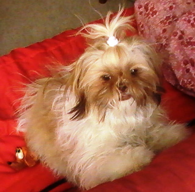 Dolly jolie