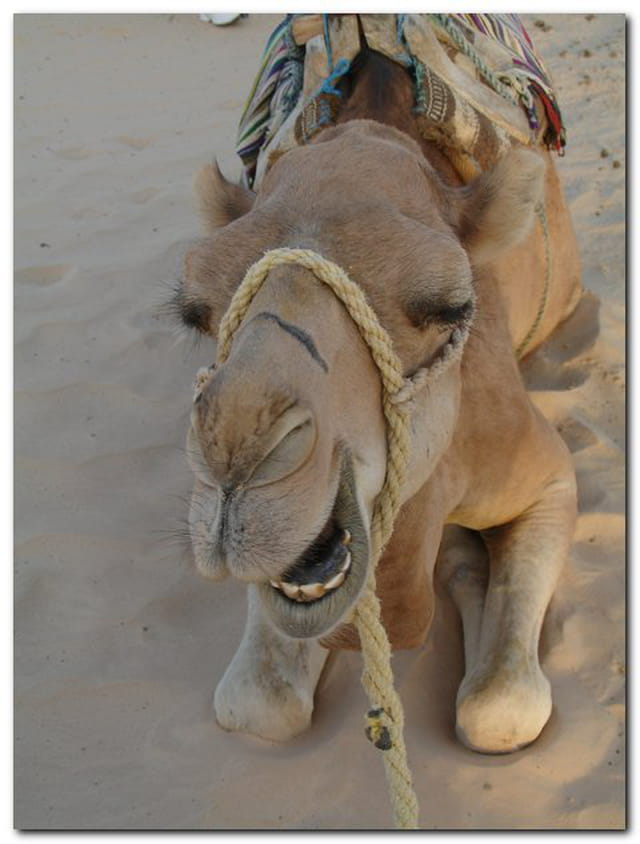 Dromadaire Tunisien