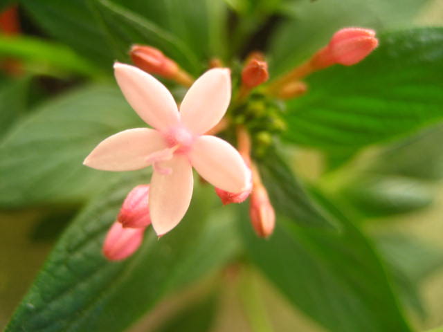 Eclosion de penta