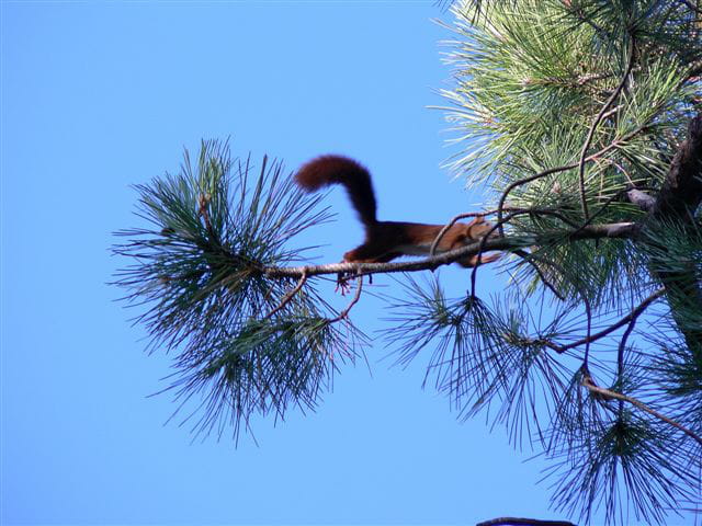 Écureuil dans un arbre...