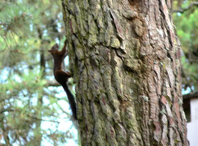 Écureuil grimpant à un arbre!