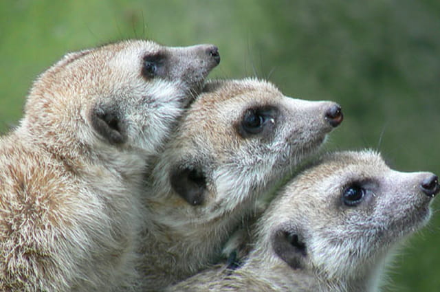 Empilement de suricates