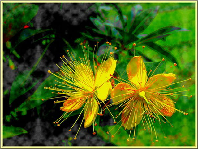 En jaune et vert