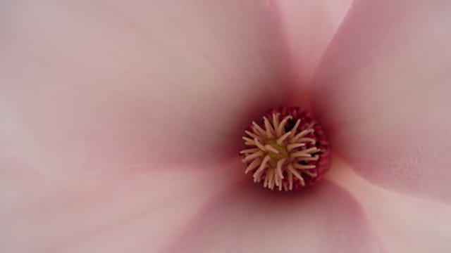 En rose délicat