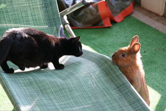 Entre chat et lapin !