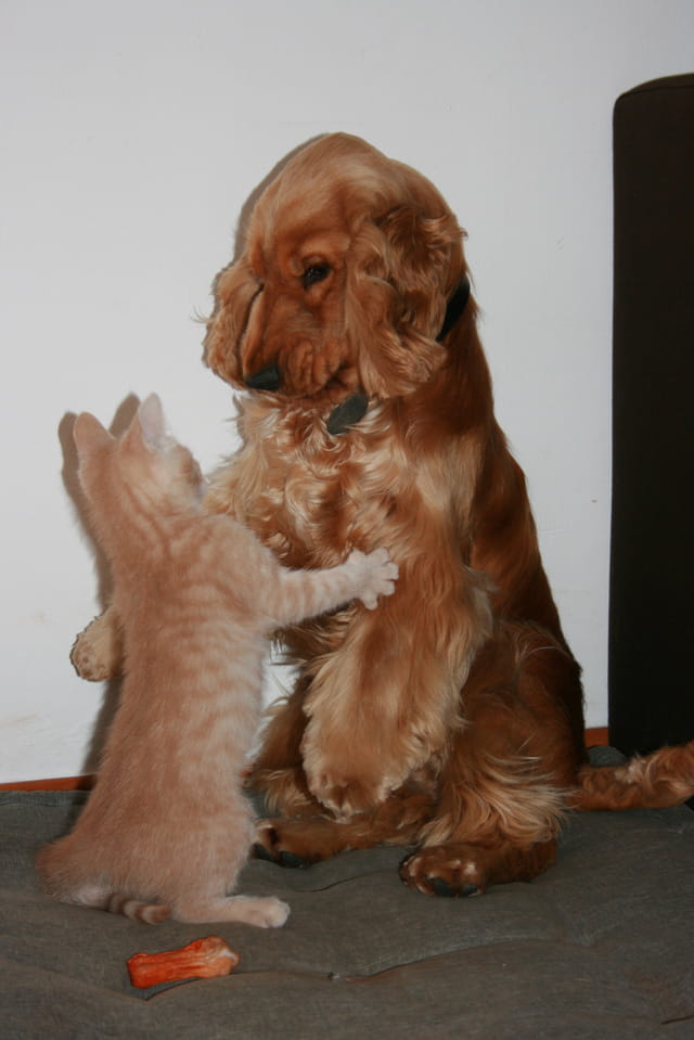 Le temps des malentendus chez le chien et chat