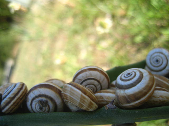 Escargots
