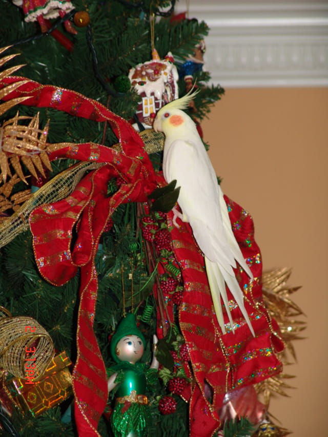 Esprit de noël