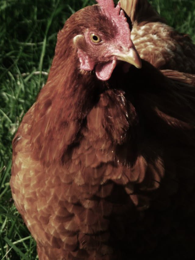 " Est-ce l'oeuf le père de la poule ou la poule la mère de l'oeuf ? " ( Raymon Devos )