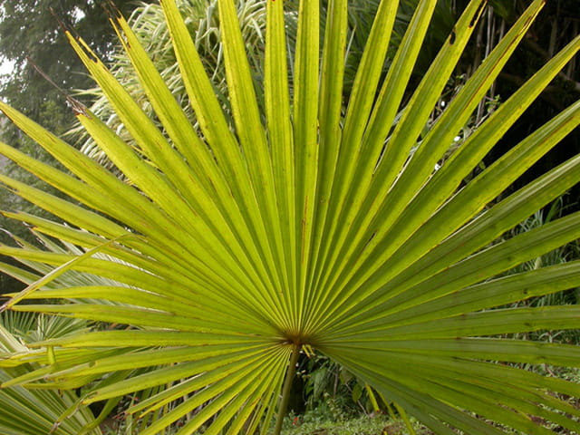 Éventail de lumière