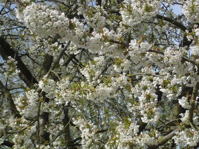 Explosion de printemps