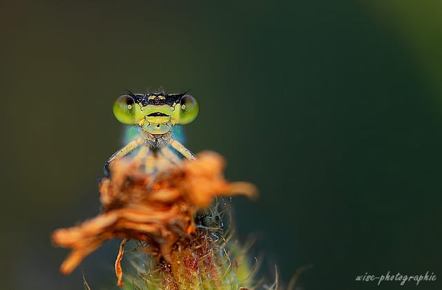 face à face !!!