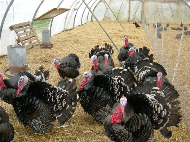 Ferme de Kermel vente directe