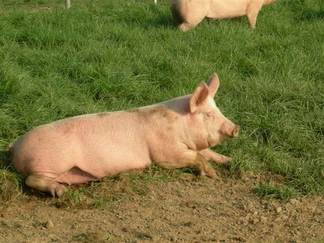 Ferme de Kermel, vente directe