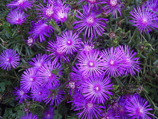 Feu d'artifice violet