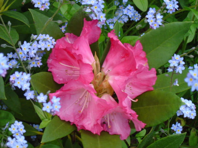 Feu d'artifice de fleurs