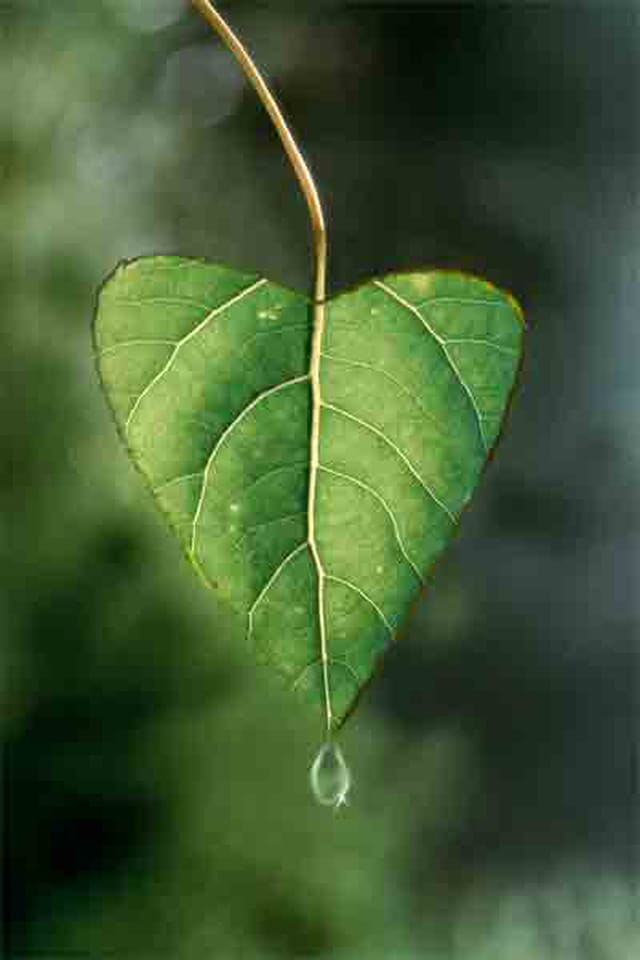 Feuille coeur
