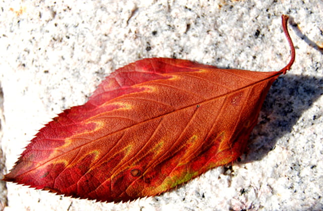 Feuille d'automne