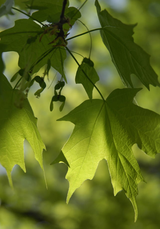 Feuilles