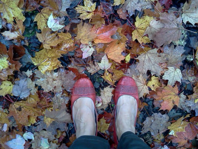 Feuilles, feuilles, feuilles...multicolores