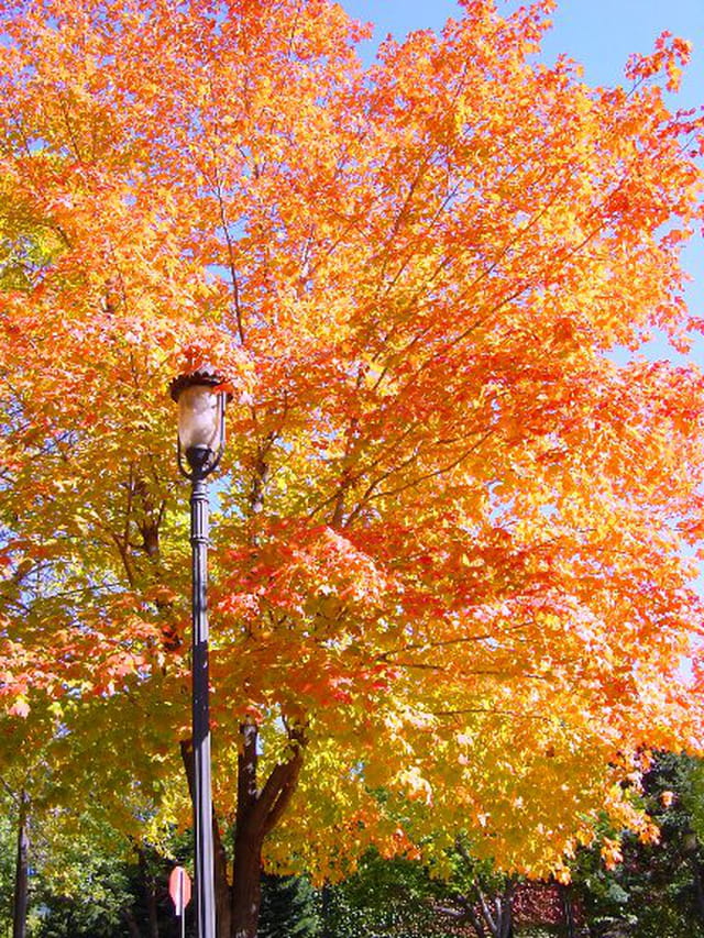 Feuilles rouges