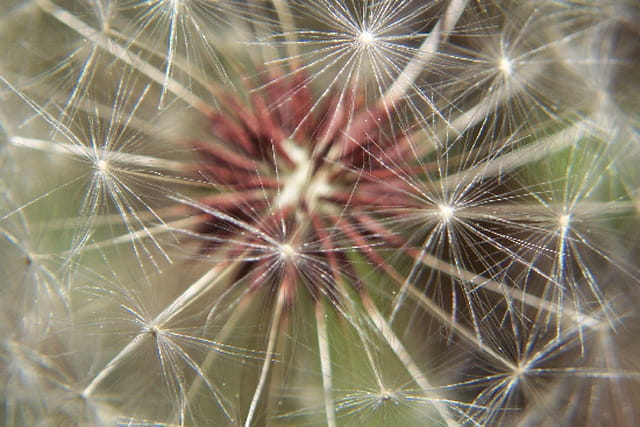 Feux d'artifices de pissenlits