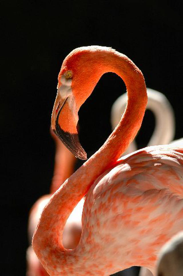 Flamand Rose
