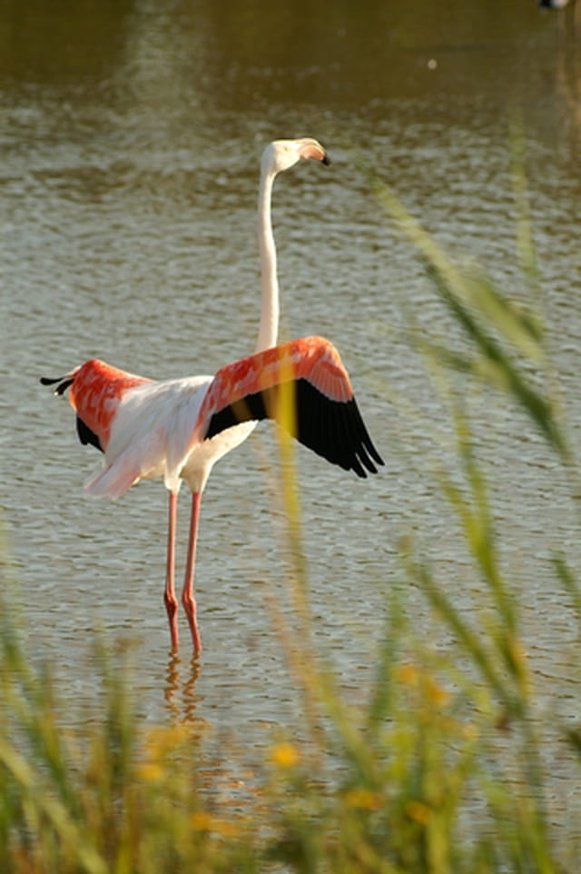 Flamand Rose