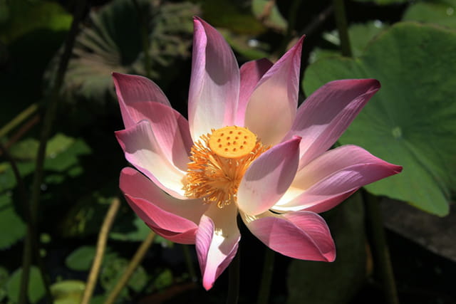 Fleur d'Asie