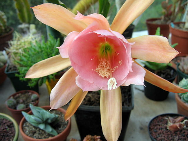 Fleur d'épiphyllum saumon et rose
