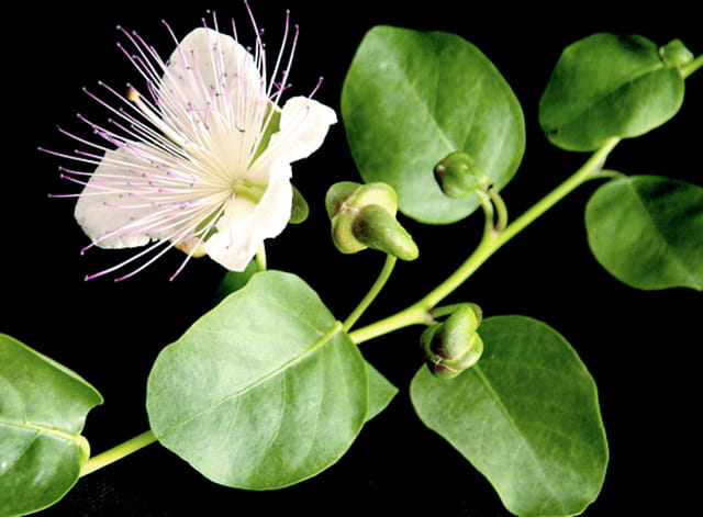 Fleur de câprier et câpres