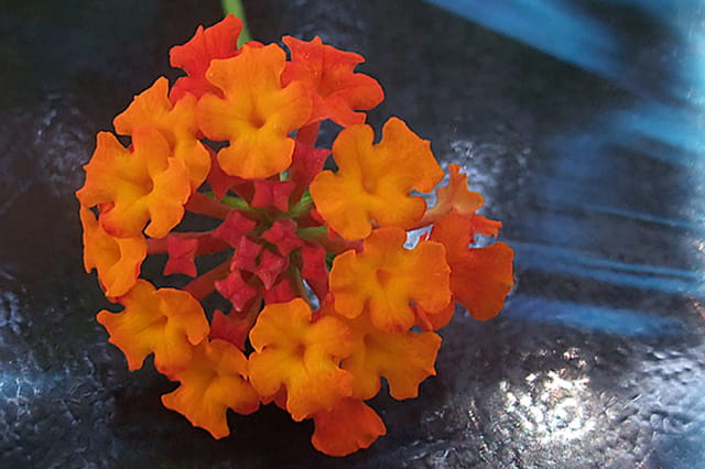 Fleur de Lantana