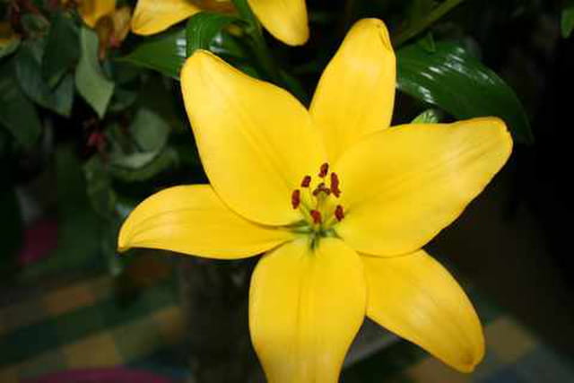 Fleur de lys jaune