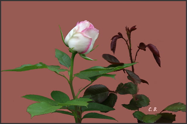 Fleur de Mai