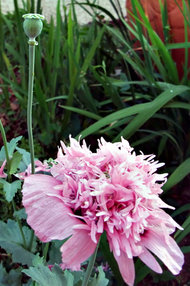 Fleur de pavot