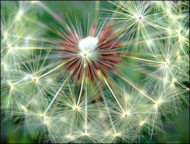 Fleur de pissenlit