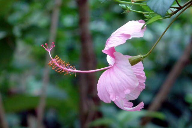 Fleur exotique par Christiane LEFEVRE sur L'Internaute