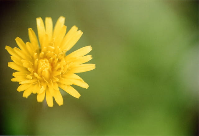 Fleur jaune