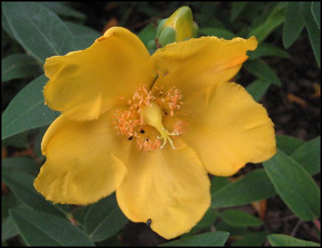 Fleur jaune jard