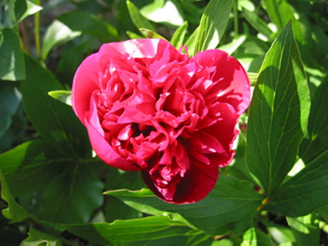 Fleur rouge