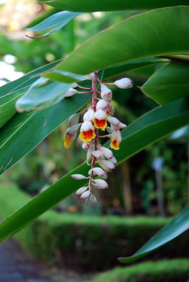 fleur tropicale