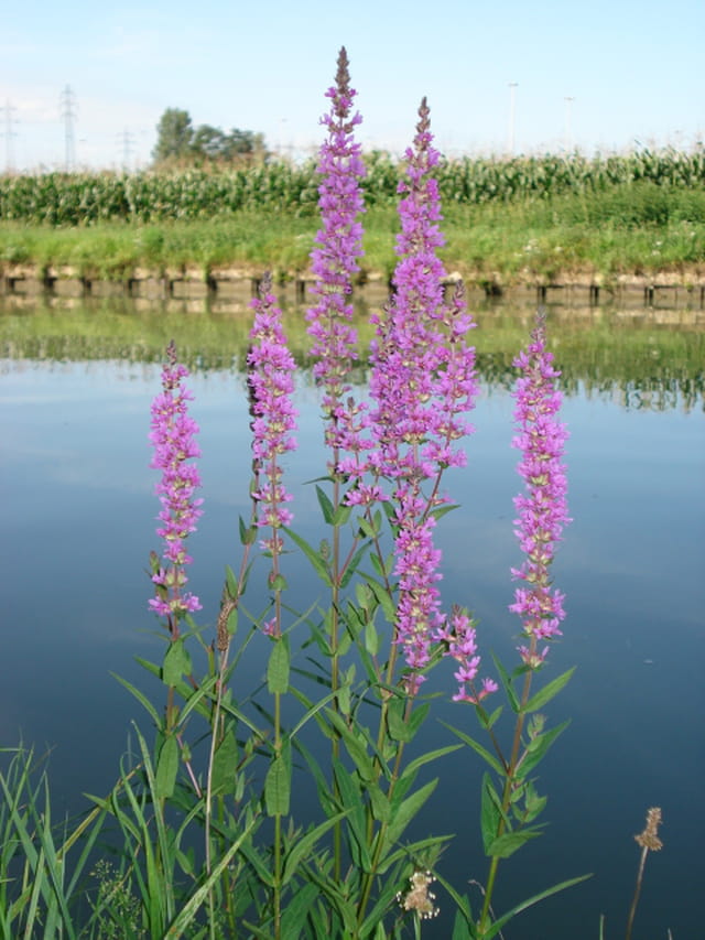 Fleurs au bord du canal