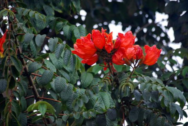 fleurs de La Réunion